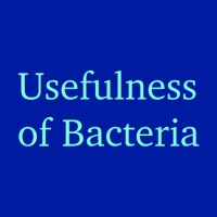 Importance of Bacteria